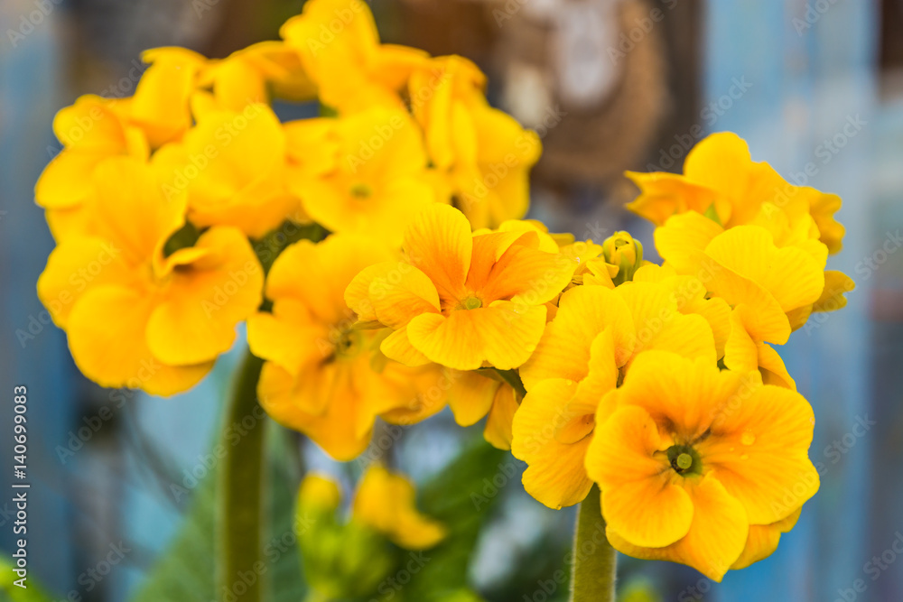 Beautiful floral decorations Beautiful floral decorations