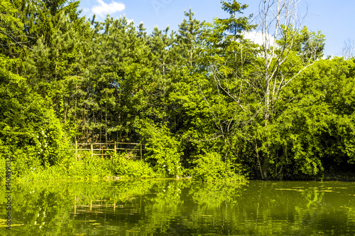 Augewässer, Teich, Ufervegetation, Österreich, Niederösterrei