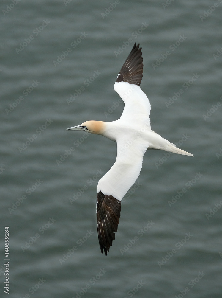 Gannets are seabirds comprising the genus Morus, in the family Sulidae, closely related to boobies. They have a maximum lifespan of up to 35 years. Gannets are seabirds comprising the genus Morus, in the family Sulidae, closely related to boobies. They have a maximum lifespan of up to 35 years.