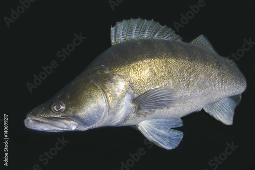 Pike perch (Sander lucioperca) underwater photography. Carnivorous fish with marked fins. Black background. Night diving.