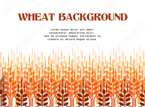 Wheat ears background. Agriculture background. Wheat field