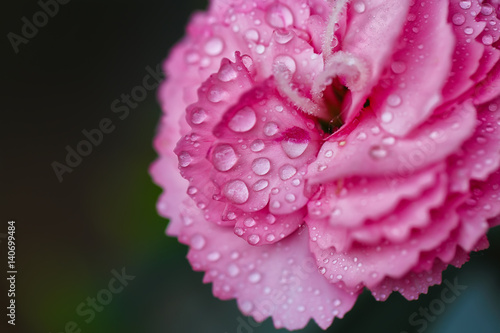Morning dew on Carnation
