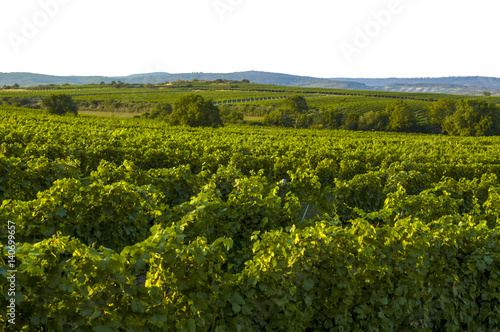 Weinviertel, Retzer Land, Österreich, Niederösterreich, Retz