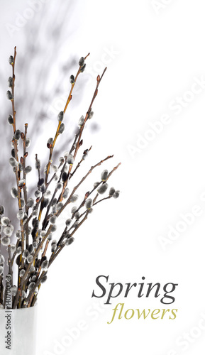 Beautiful spring card. Pussy-willow on white background