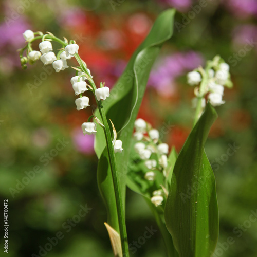 Brins de muguet au jardin