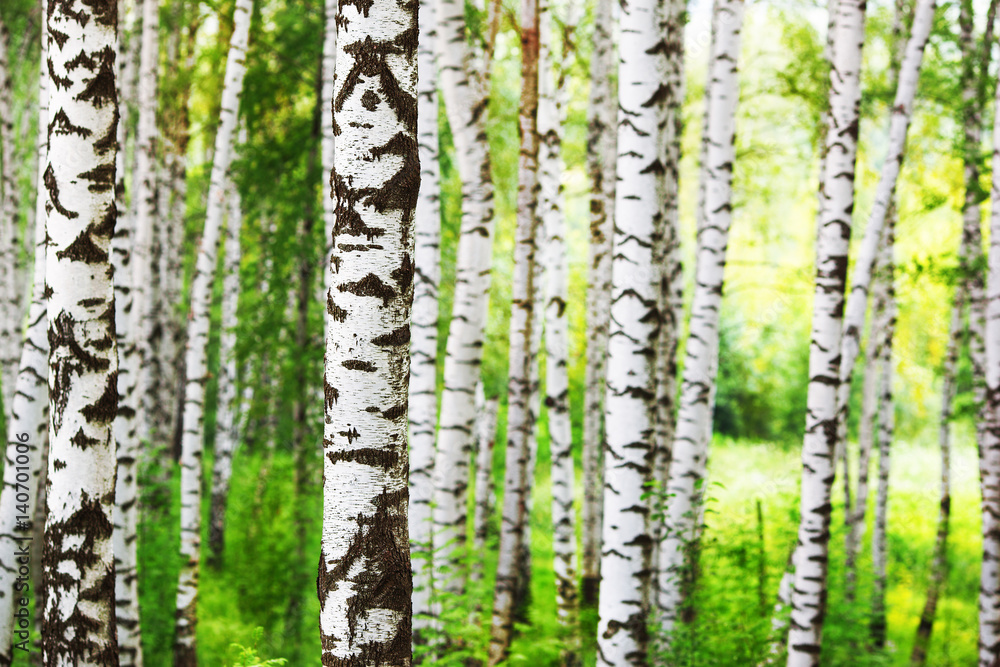 Obraz premium summer in sunny birch forest