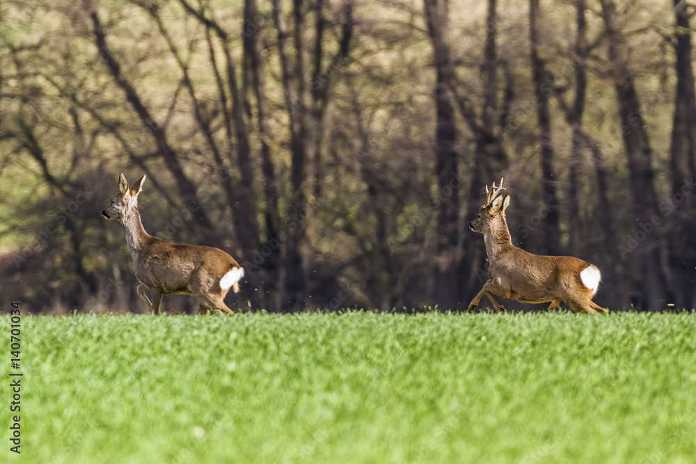Roes in meadow -Roes graze in the meadow in the middle. Roes in meadow -Roes graze in the meadow in the middle.