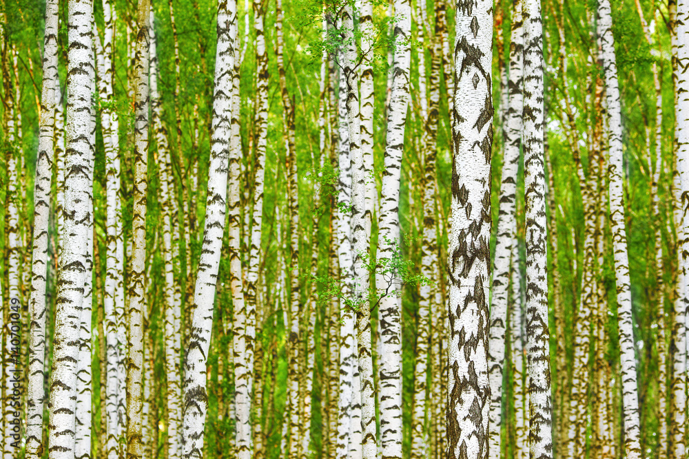 summer in sunny birch forest summer in sunny birch forest