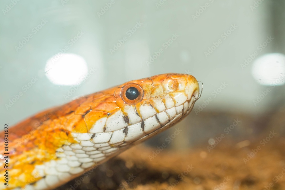 Obraz premium Cornsnake portrait close up view