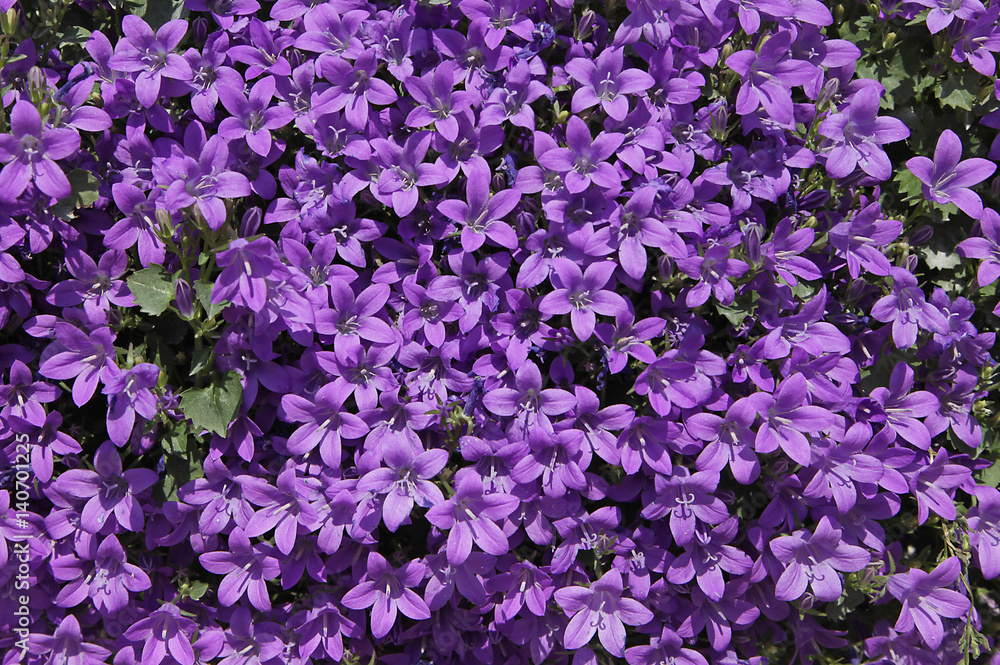 Fototapeta premium Campanule muralis
