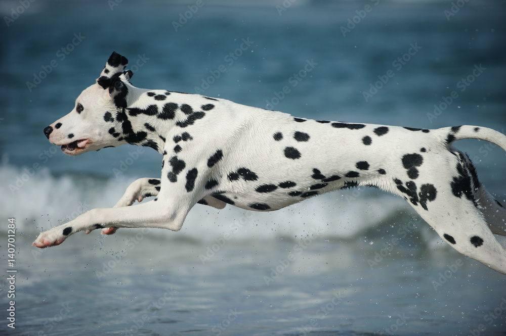 Dalmatian dog running along ocean waves