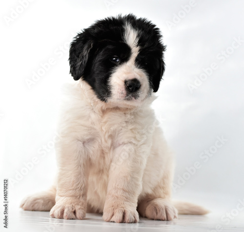  landseer dog kennel pure breed white background 