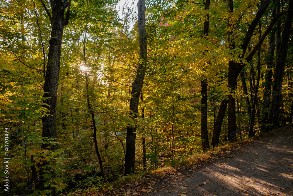 Fototapeta premium The Autumn Leaves
