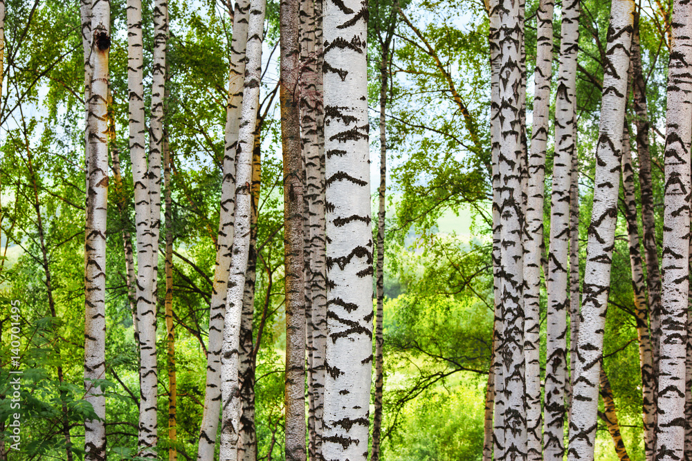 Obraz premium summer in sunny birch forest