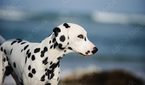Portrait of Dalmatian dog against ocean waves