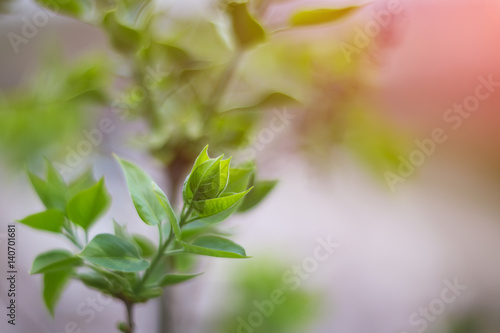 Beautiful green leaves