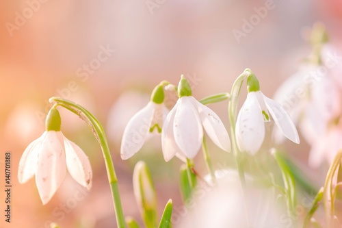 Snowdrop spring flowers in the forest with sun