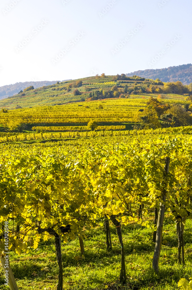 Wachau, herbstlicher Weingarten, Österreich, Niederösterreich, Wachau, herbstlicher Weingarten, Österreich, Niederösterreich,