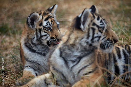 Fototapeta Naklejka Na Ścianę i Meble -  Playing tiger cubs. young Tiger