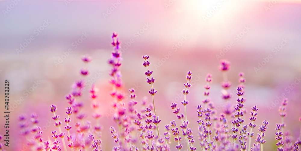 Fototapeta premium Lawendowy kwiatu pole, świezi purpurowi aromatyczni kwiaty dla naturalnego tła.