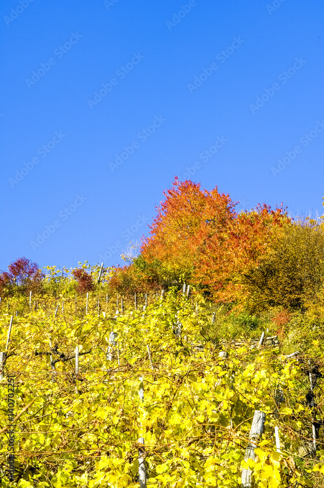 Wachau, herbstlicher Weingarten, Österreich, Niederösterreich, Wachau, herbstlicher Weingarten, Österreich, Niederösterreich,
