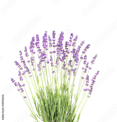 Lavender in the interior. blooming lavender. Provence Interior. Lavender on a white wall.