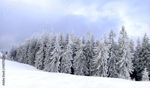 Panorama of chrismas trees under heavy snow