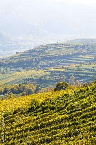 Wachau  herbstlicher Weingarten    sterreich  Nieder  sterreich 