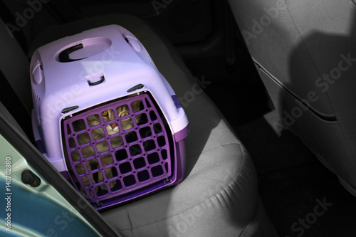 Carrier box with cat in car