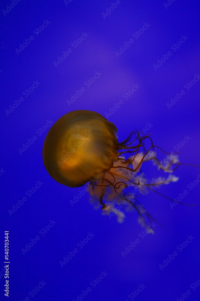 Jellyfish swimming in blue tank. Jellyfish swimming in blue tank.