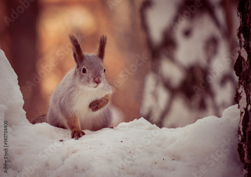 Squirrel in winter forest