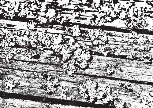 Wooden wall. Wood texture. Fiber and crack