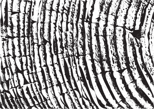 Wooden wall. Wood texture. Fiber and crack