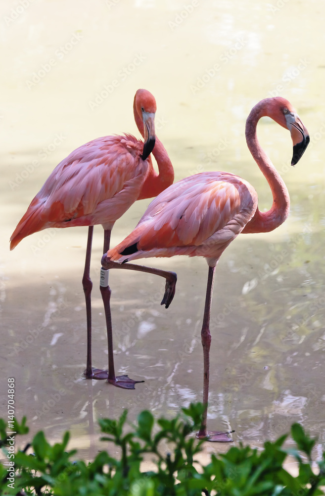 Obraz premium Flamingos in the park as xcaret - Mexico