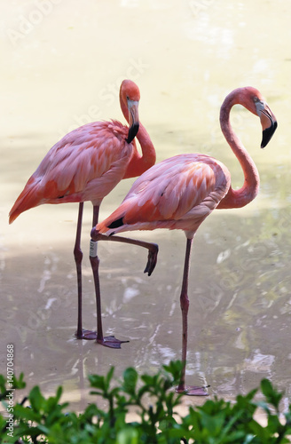Flamingos in the park as xcaret - Mexico
