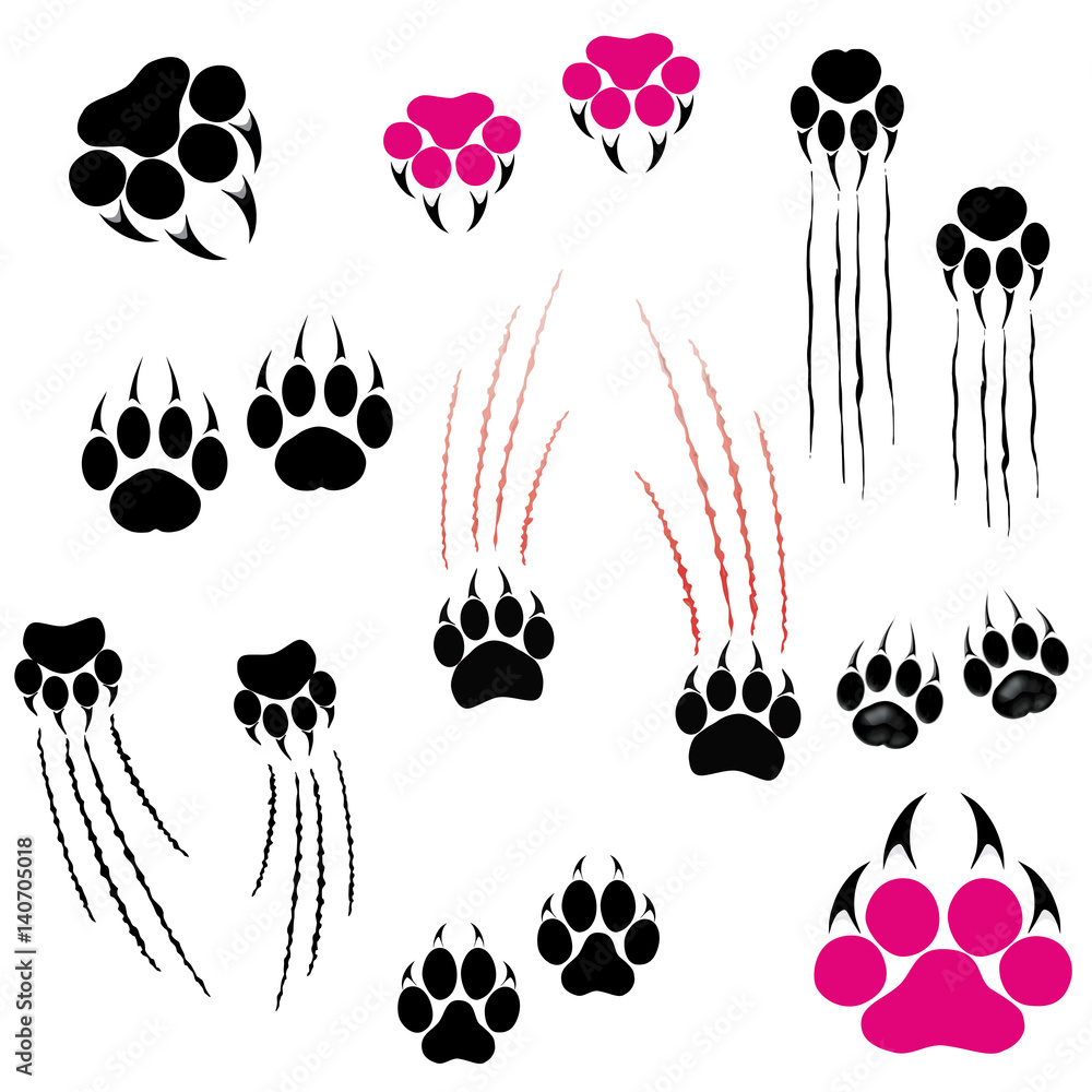 Fototapeta premium Footprints of a big cat. Panther or tiger traces. Vector clipart