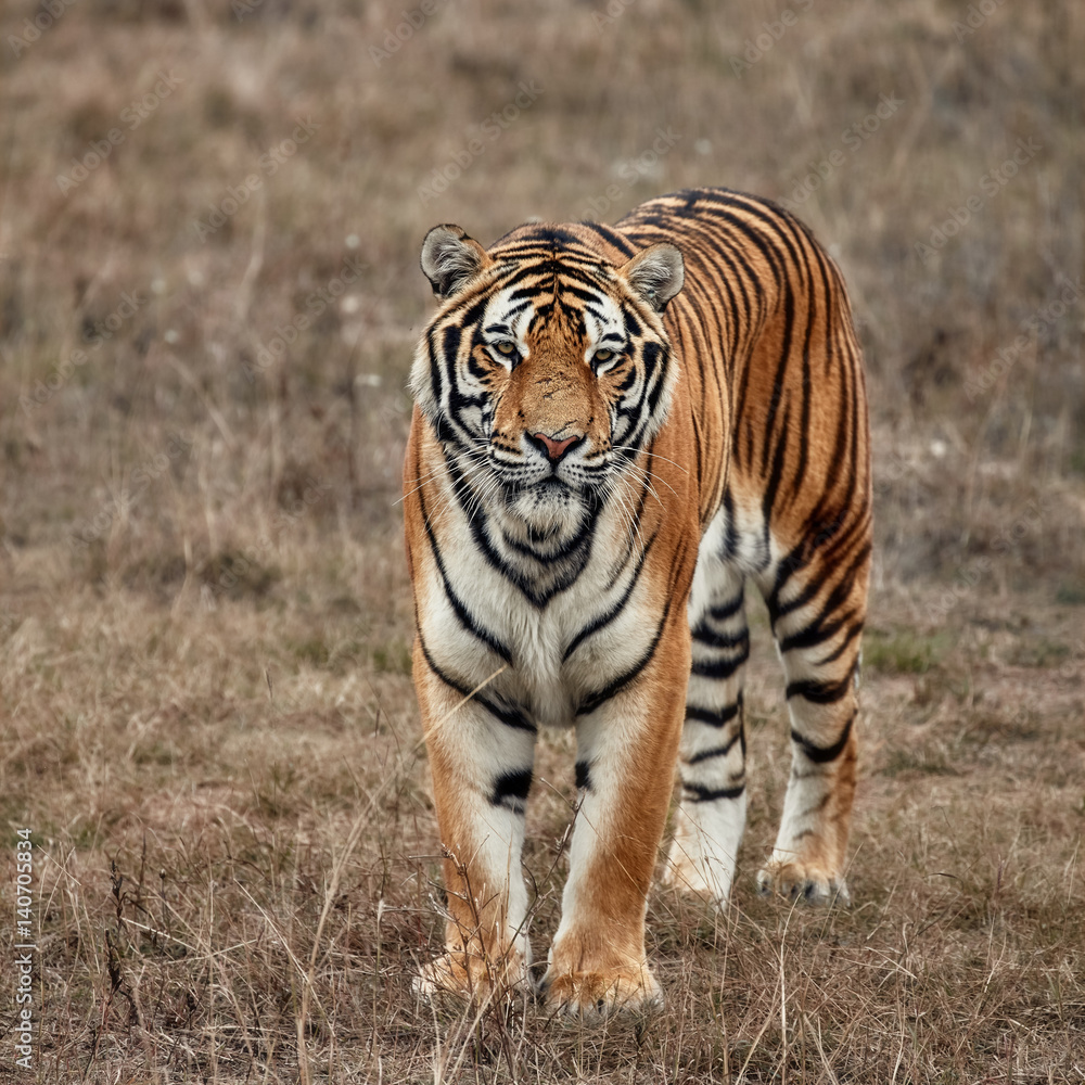 Tiger Tiger
