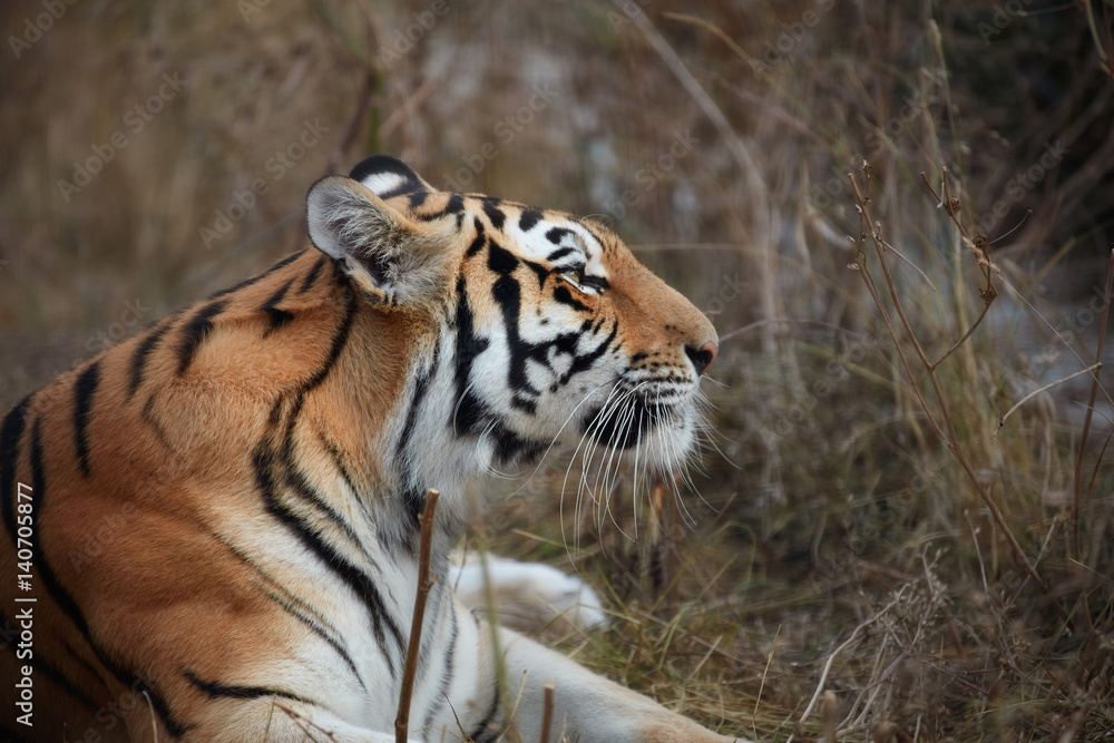 Fototapeta premium Tiger, portrait of a tiger