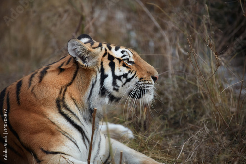 Tiger, portrait of a tiger