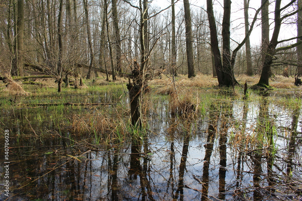 Obraz premium Feuchte Landschaft im Frühjahr
