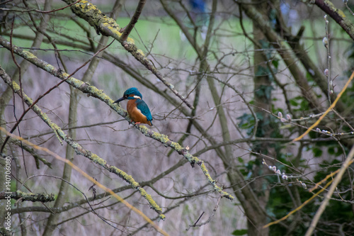 The large beak of a focused kingfisher perched on a tree branch © Anders93