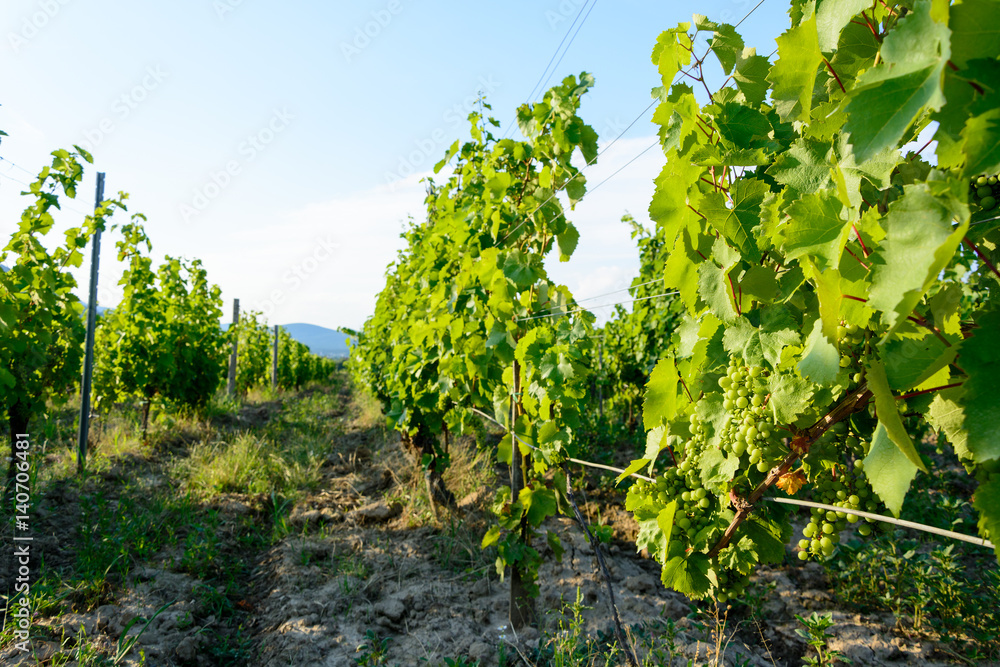 Vineyard near Hercegkut Sarospatak Tokaj region Hungary