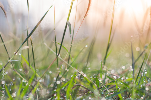 Forest meadow with dew on grasses,Macro image with small depth of field,Blur bokeh background