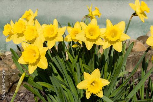 Fototapeta Naklejka Na Ścianę i Meble -  Blühende Narzissen im Sonnenlicht in einem Blumenbeet im Frühjahr