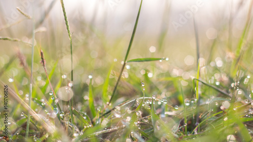 Forest meadow with dew on grasses,Macro image with small depth of field,Blur bokeh background