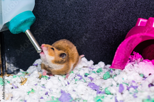 Hamster rat rodent drinking water from bottle dispenser