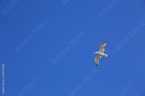 seagull blue skye
