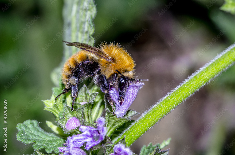 Bombo sopra un fiore che si nutre del nettare Bombo sopra un fiore che si nutre del nettare