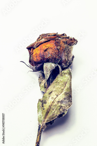 St. Valentine. The Day After. Moldy Rose