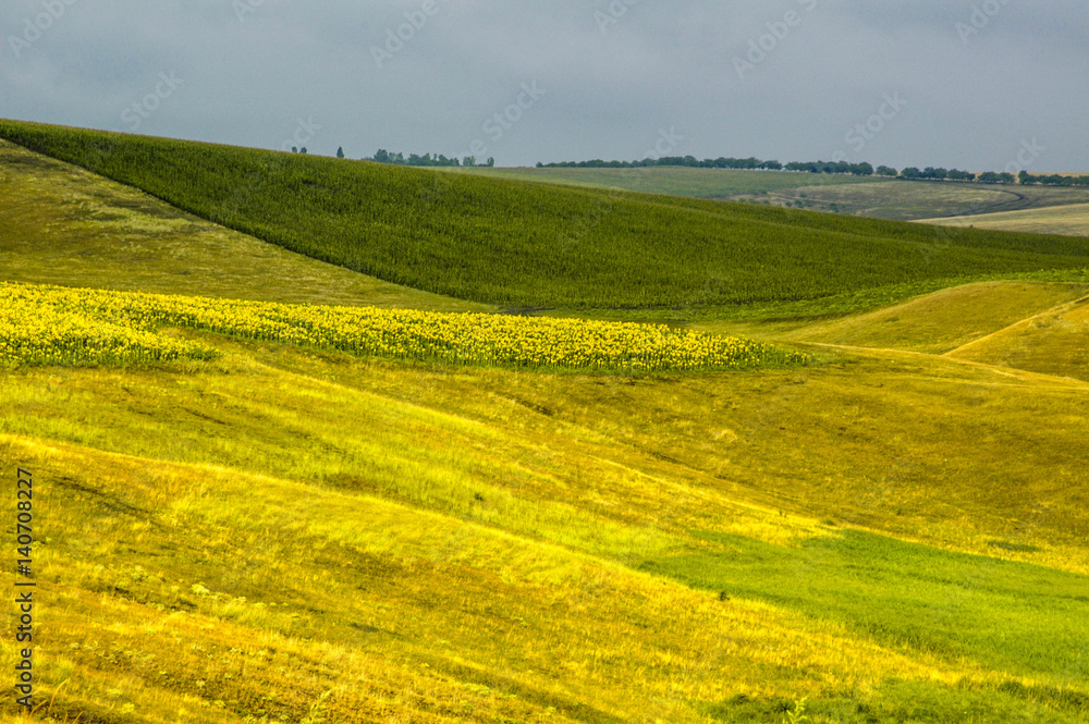 Moldawien, Agrarlandschaft mit Sonnenblumenfeld, Nordmoldawien